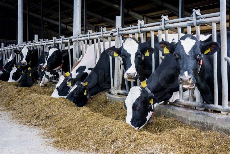 Cows in a farm. Dairy cows, stock photo