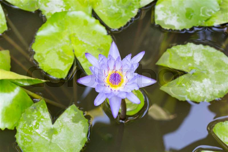 Lotus in full bloom in a pond. Lotus bloom in the pond in the morning sun, stock photo