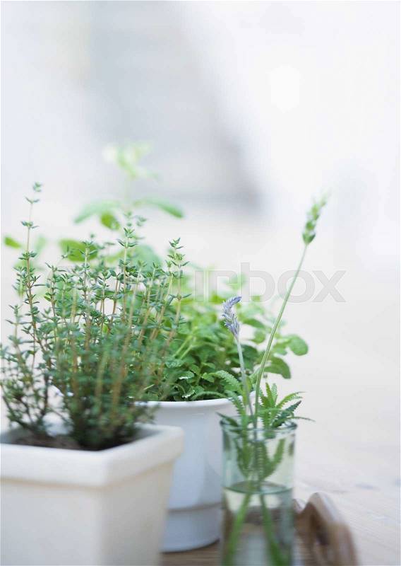 Plants and Herbs Interior Decoration, stock photo