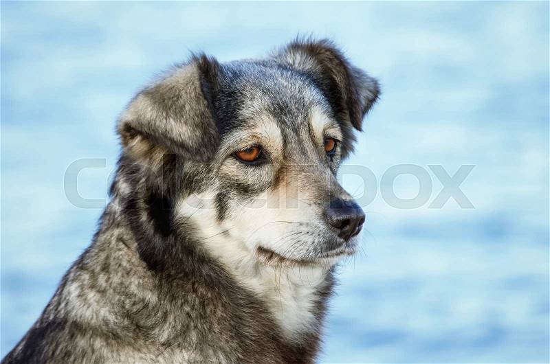Portrait of Outbred Dog against the Sea , stock photo