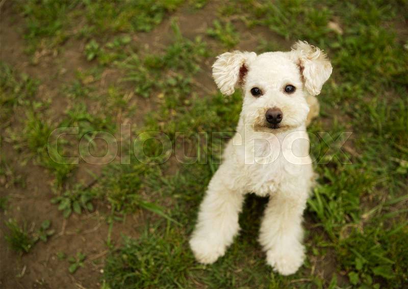 Adorable dogs, stock photo