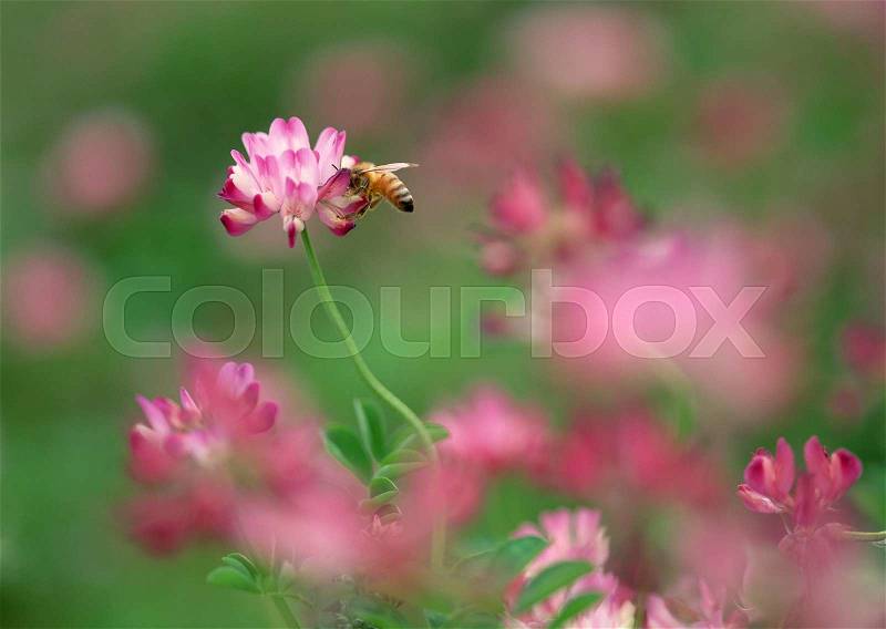 Seasonal Colors and Small Natural Scene, stock photo