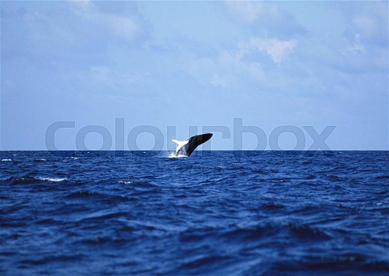 Marine Animals, stock photo