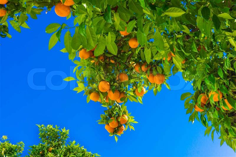 Mandarin fruits on a tree. Orange tree. fresh orange on plant, stock photo