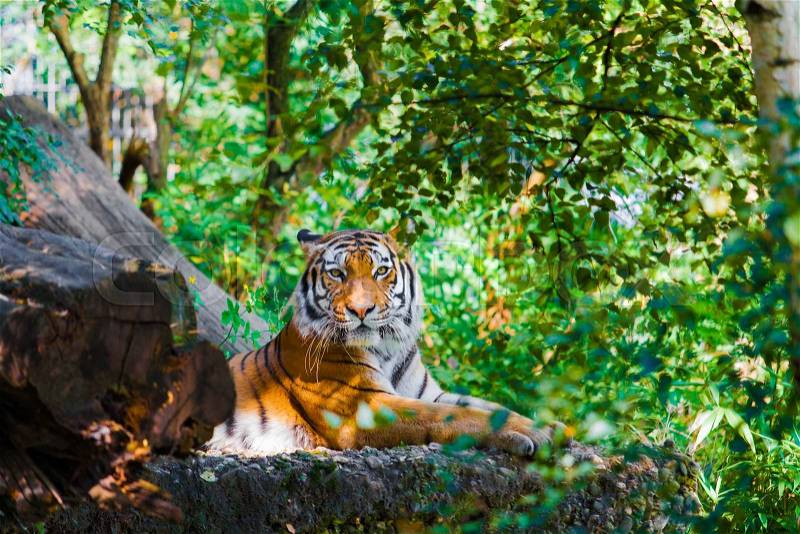 Tiger in forest, stock photo