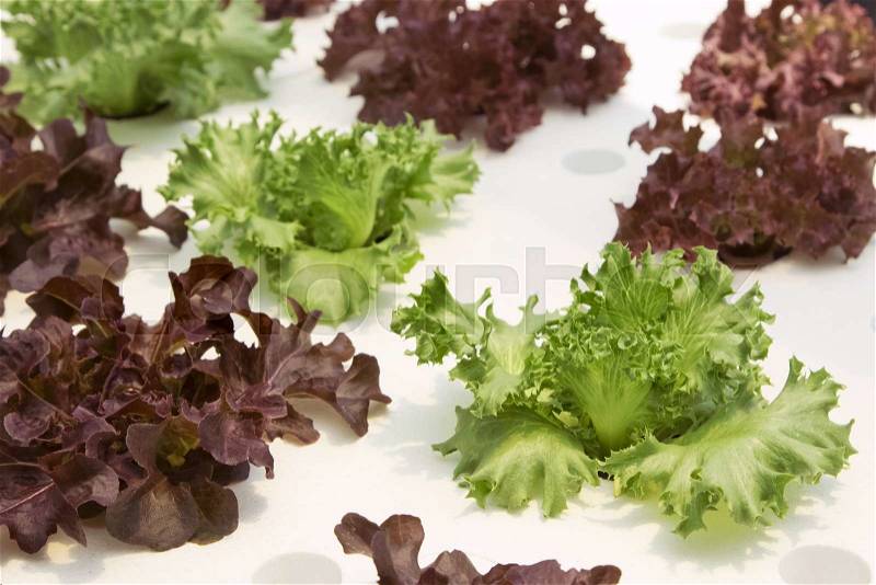 Young red oak, frillice iceberg , cultivation hydroponic green vegetable in farm plant, stock photo
