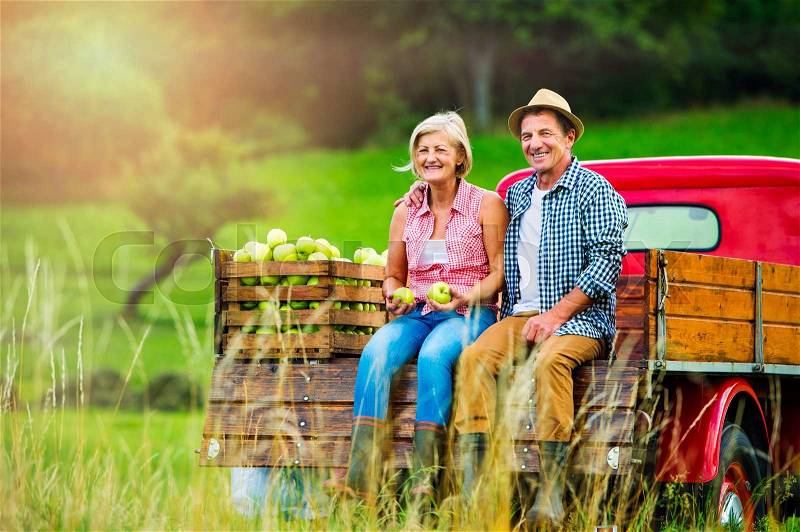 Senior couple sitting in back of vintage red pickup truck, after harvesting apples, stock photo