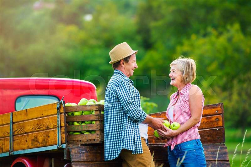 Senior couple harvesting fruit, standing at red vintage pickup truck, woman holding apples, stock photo