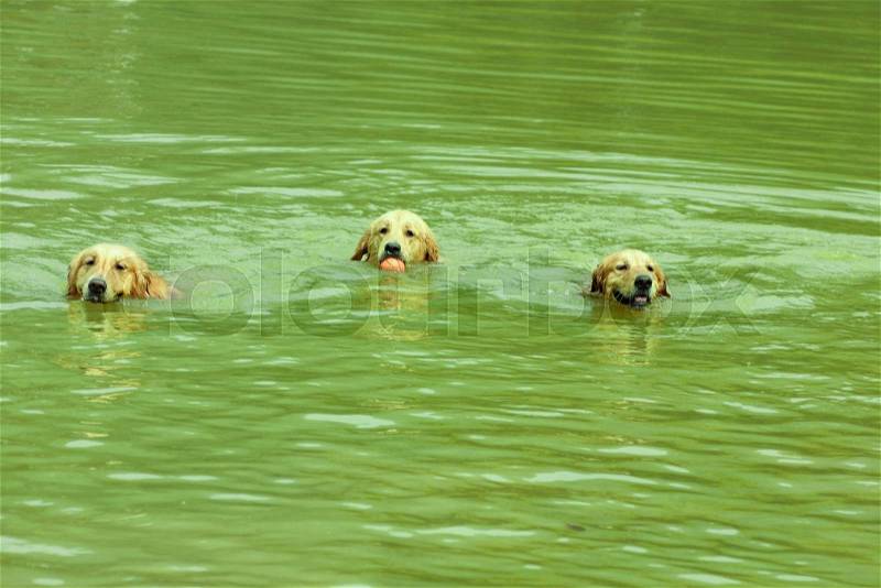 Three golden retriever dogs swimming in the water, stock photo