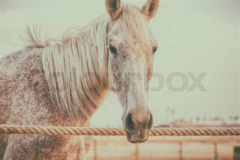 Horses in stall, on blue sky background, stock photo