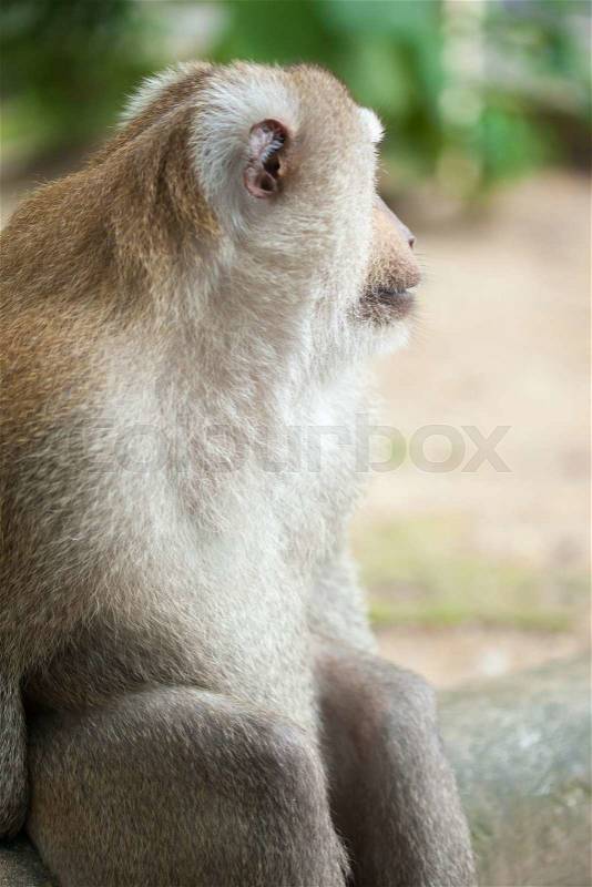 Adult big monkey portrait, on green park, stock photo