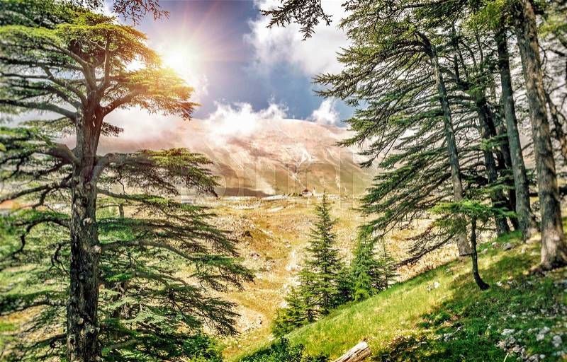 Cedars of Lebanon, beautiful ancient cedar tree forest in the mountains, amazing Lebanese nature, peaceful landscape of a National Park Reserve, Bsharre village, North of Lebanon , stock photo