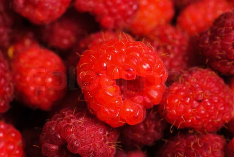 Rasberry background from many ripe berries close up, shallow deep of field, stock photo