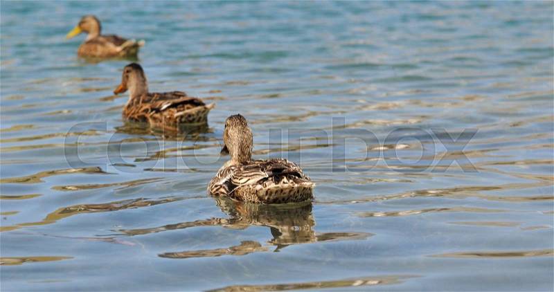 Female ducks in single file on the water, stock photo