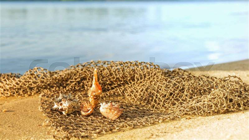 Cockleshells lie on a fishing net ashore sea, stock photo