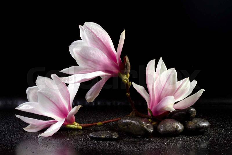 Magnolia Flowers and zen stones on the black background, stock photo