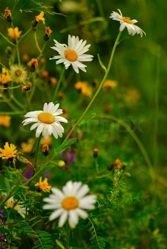 Camomile with bokeh on green grass and wildflowers background, stock photo
