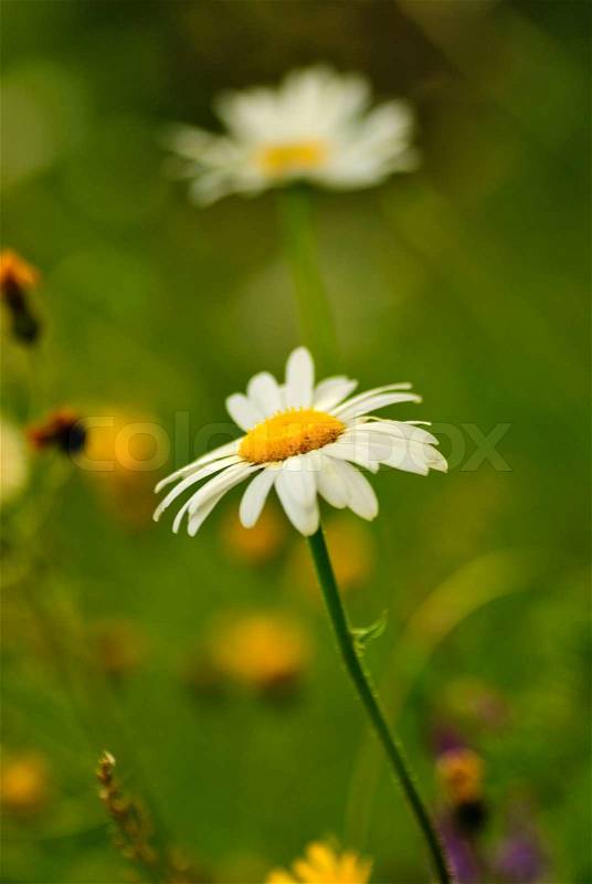 Camomile with bokeh on green grass and wildflowers background, stock photo