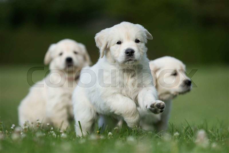 Young purebred golden retriever puppies outdoors in the nature on grass meadow on a sunny summer day, stock photo