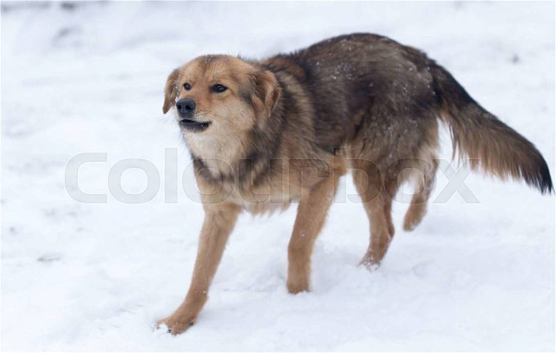 Dog barking outdoors in winter, stock photo