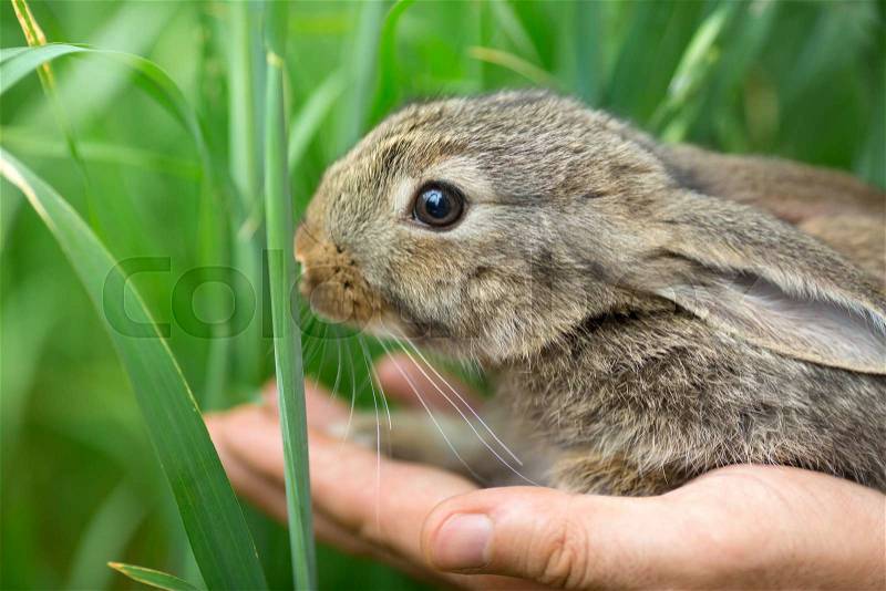 Healthcare and love to nature concept. Beautiful portrait of rabbit bunny in man\'s hands near green grass. , stock photo