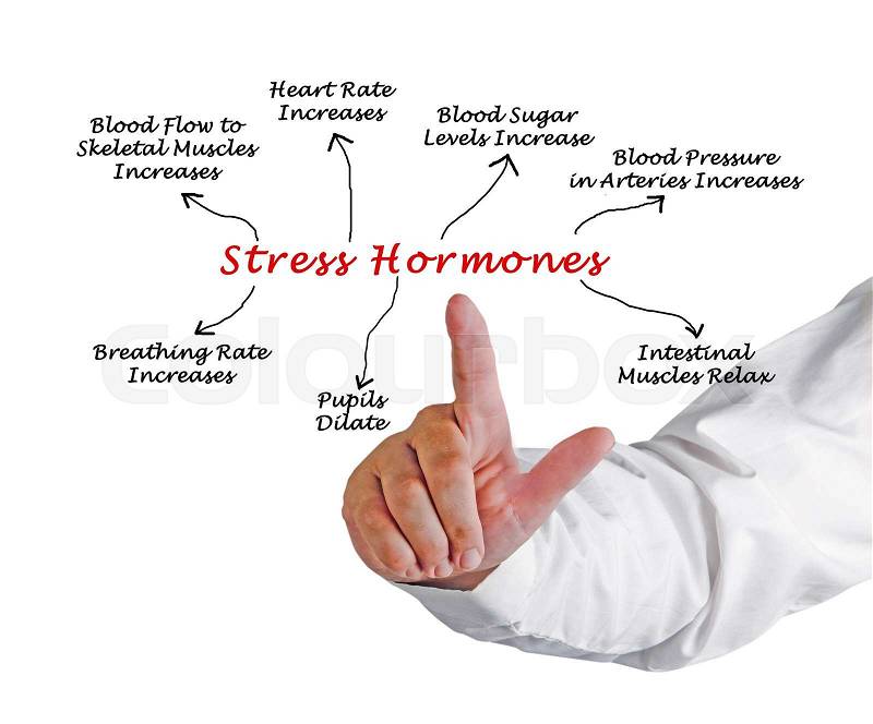 Effects of Stress Hormones, stock photo