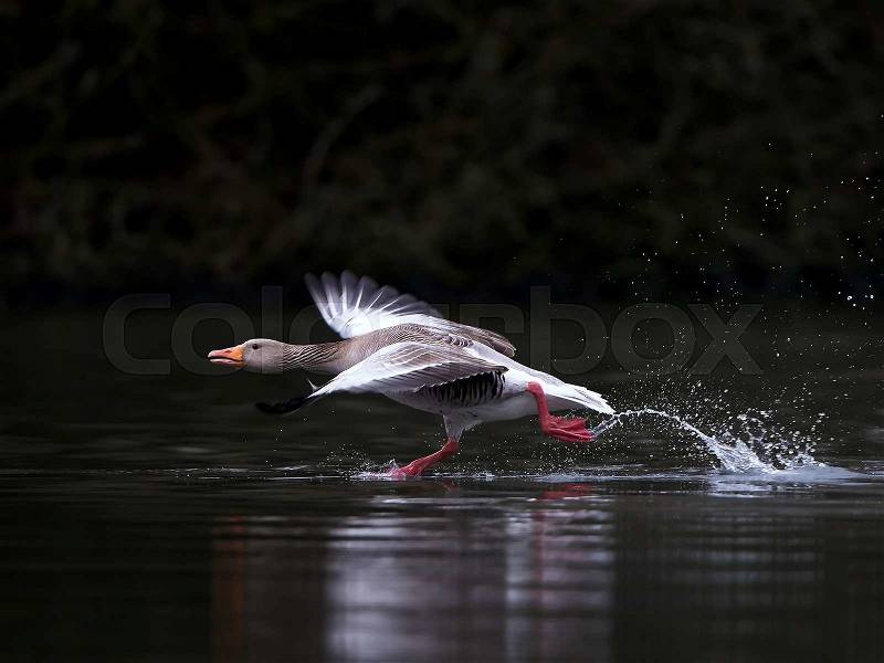 Greylag goose running on water in its habitat, stock photo