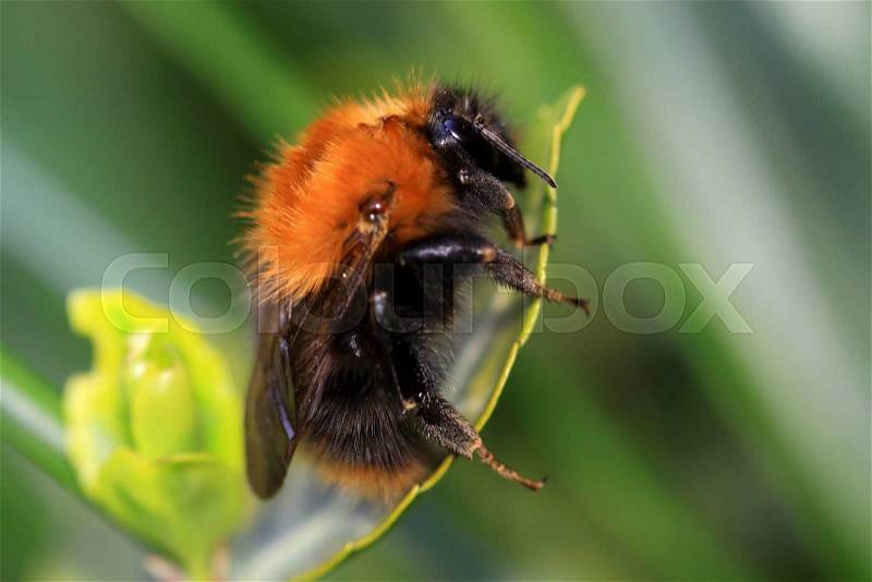 Bumblebees are friendly animals and very useful insects, stock photo
