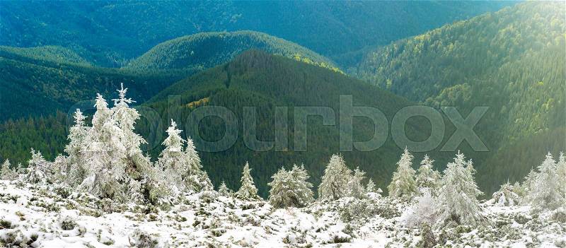 Panorama of pine trees in snow mountains over sunny hills, stock photo