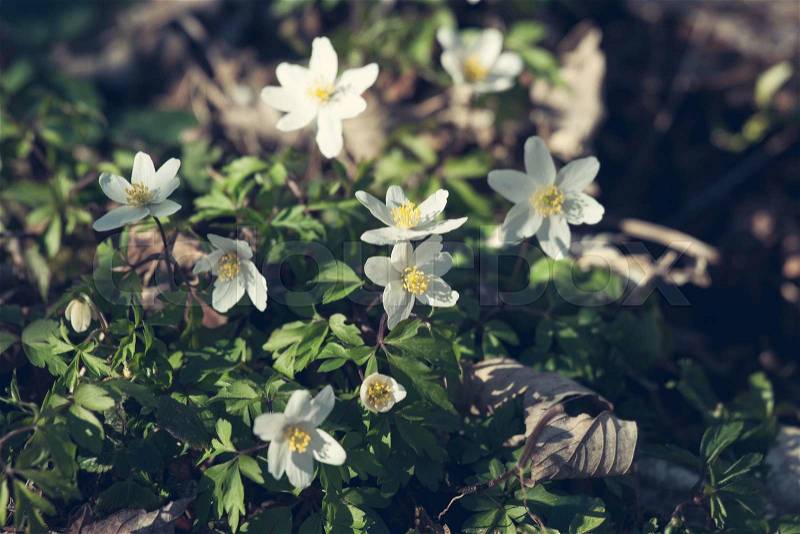 Anemone flowers in the springtime with sunlight, stock photo