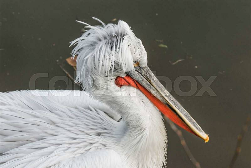 Closeup of a pelican in a dark lake in autumn, stock photo