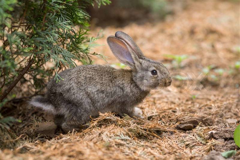 Cute easter rabbit hiding in wild nature , stock photo