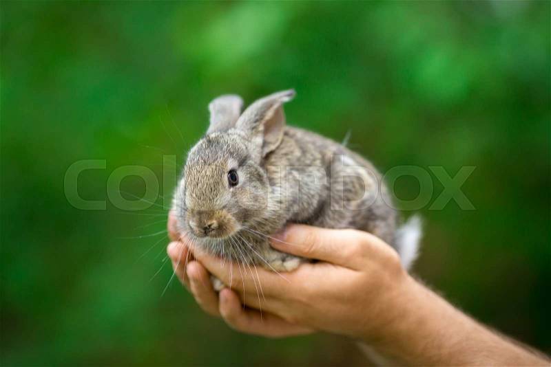 Protection and care of nature concept. Beautiful rabbit bunny in hands. , stock photo