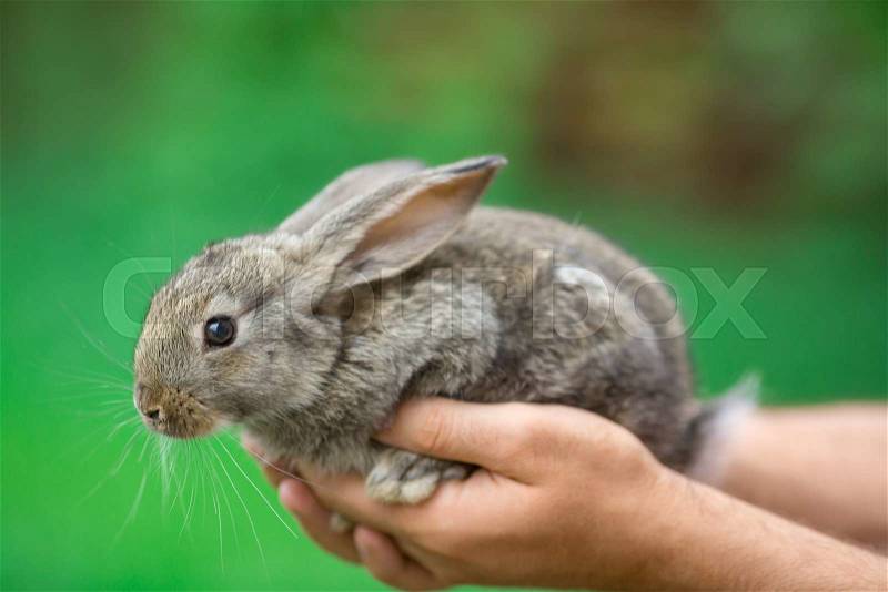 Hands holding baby rabbit on green bokeh blackground, stock photo