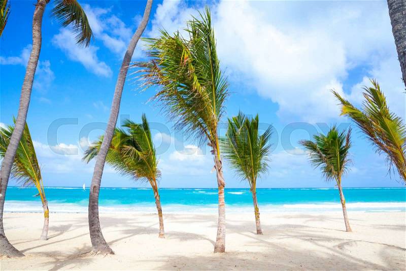 Small palm trees grow on empty sandy beach. Coast of Atlantic ocean, Dominican republic, Punta Cana resort, stock photo