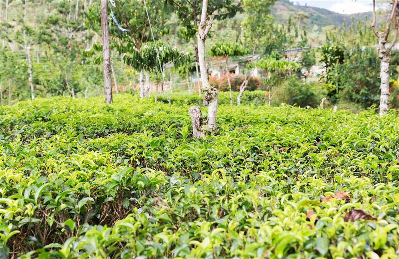 Agriculture, farming and nature concept - tea plantation field on Sri Lanka, stock photo