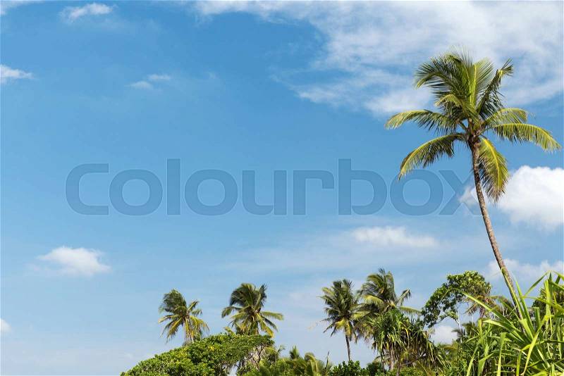 Travel, tourism, vacation, nature and summer holidays concept - palm trees and blue sky, stock photo