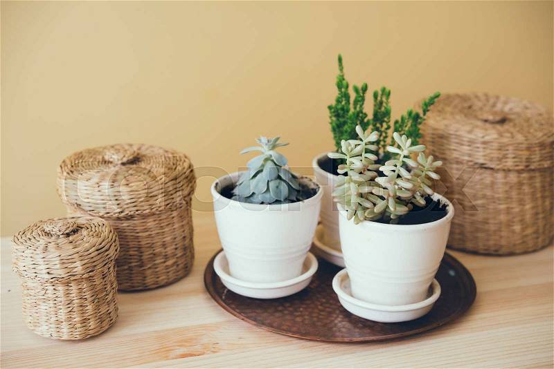 Cozy vintage home decoration: green plants and decorative wicker boxes on a table by the wall background, stock photo