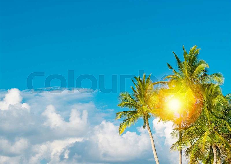 Green palm tree against sunny blue sky. Summer holidays nature background, stock photo