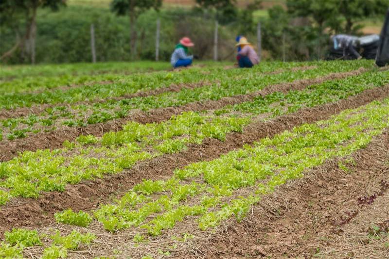 Rows of fresh organic vegetables growing at the farm, Cultivated field of vegetable growing in rows, stock photo