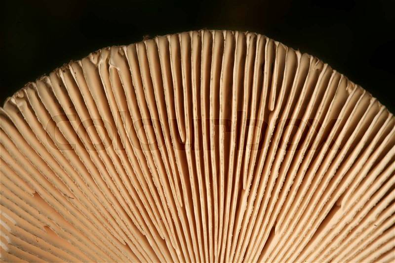 Close up of mushrooms gills under dark sky in denmark, stock photo
