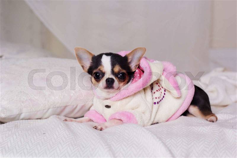 Chihuahua cute dog is wearing white bathrobe lying on bed, stock photo