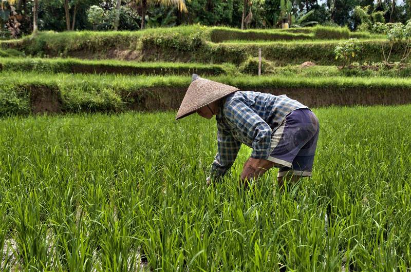 UBUD - 4 April 2011: woman working in rice fields sawa on April 4, 2011