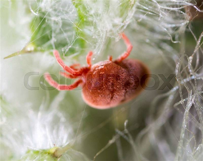 Red tick in nature. macro, stock photo