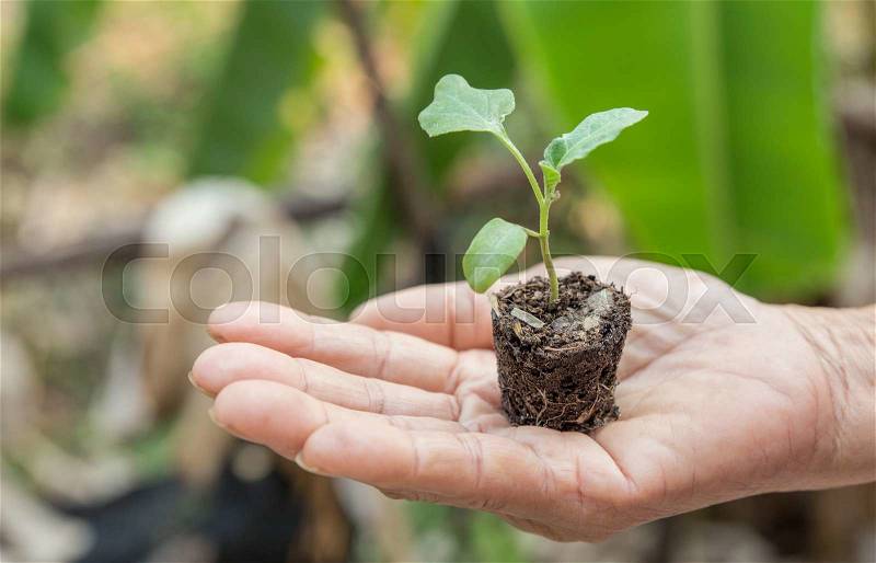 Sapling in hand as of lady old people, stock photo