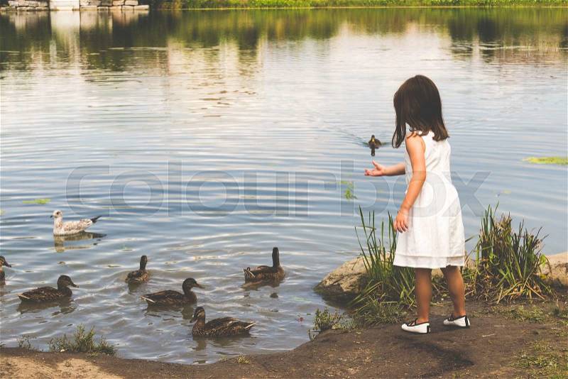 Ducks gather at the pond to get food from a little girl in a white dress, stock photo