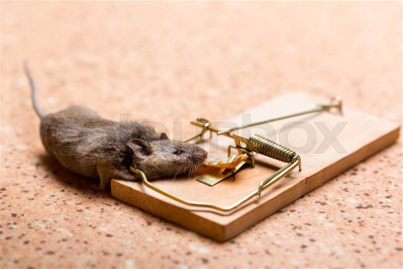 Mouse caught in the mouse trap on the floor, stock photo