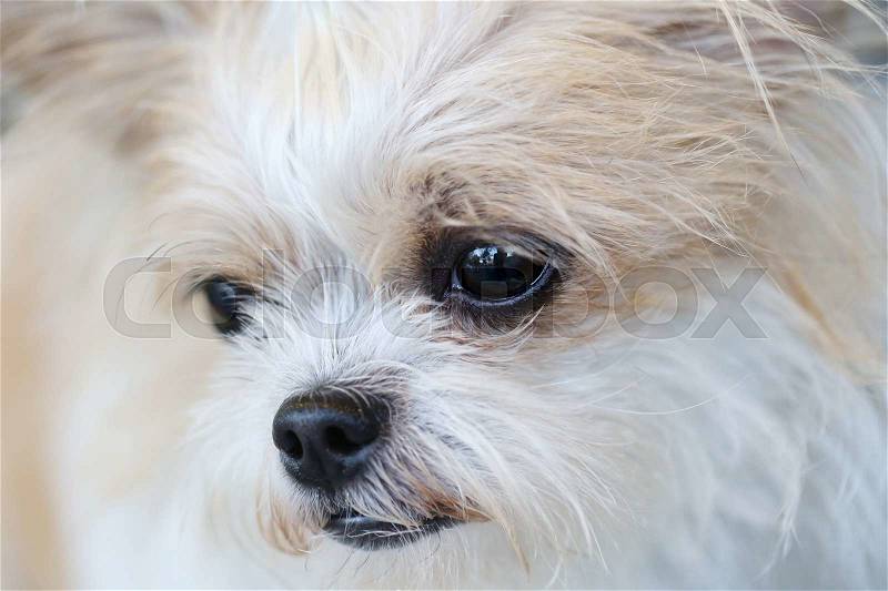Closeup of dog nose, stock photo