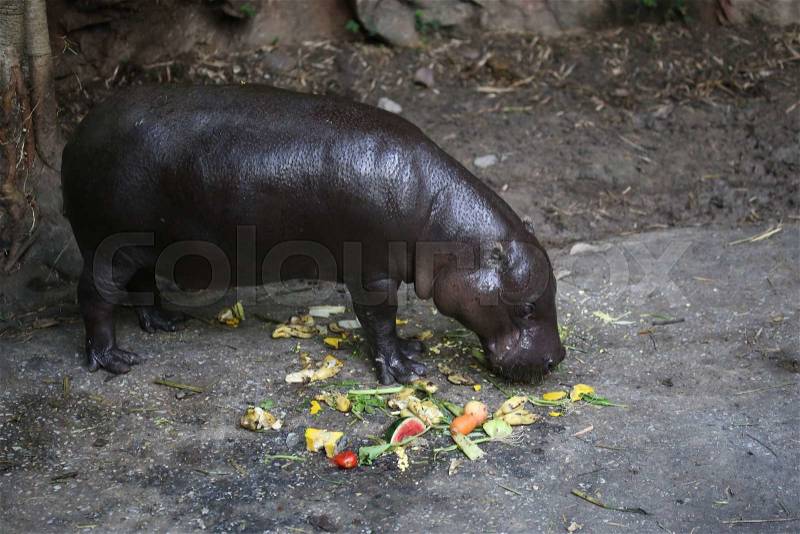 Pygmy hippo in the park, stock photo