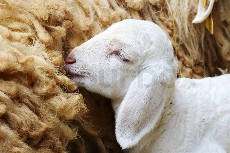 New born sheep,Abandoned new-born lamb, stock photo